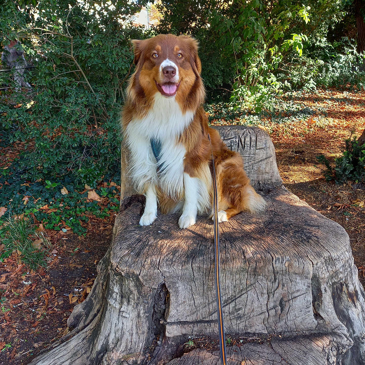 Tatihou participe au concours pour gagner de l'argent avec cette photo : bark, bench, canine, daylight, dog, fur, greenery, happy, leaf_litter, leash, nature, outdoor, park, pet, scenery, sitting, smiling, sunlight, tree_stump, wood