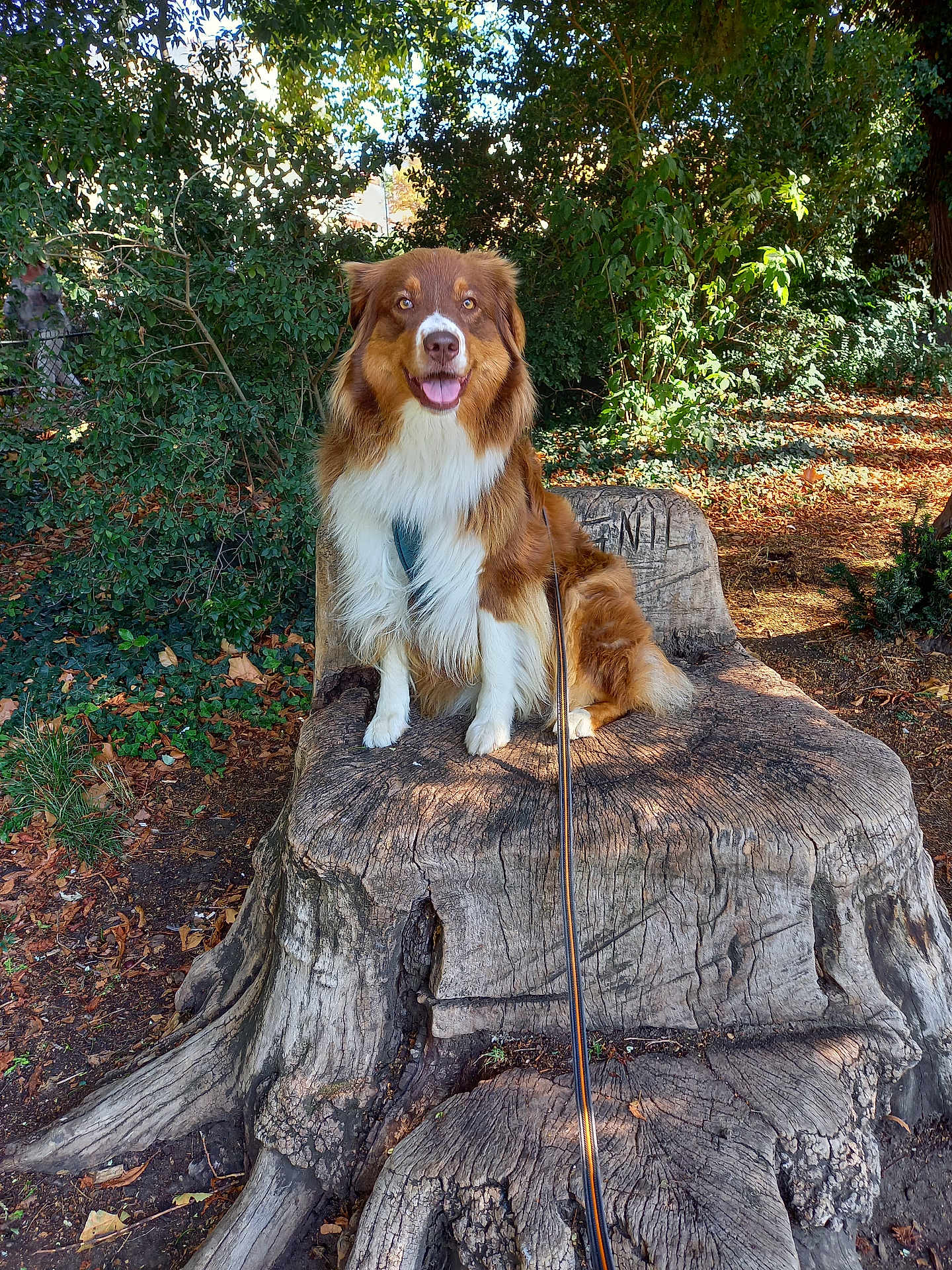 Tatihou participe au concours pour gagner de l'argent avec cette photo : dog, tree_stump, outdoor, park, leash, greenery, sunlight, nature, happy, pet, fur, canine, wood, bench, smiling, sitting, leaf_litter, bark, daylight, scenery
