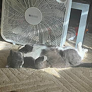 Mittens is registered to the contest to win money with this photo: cat, gray_cat, white_cat, relaxed, sleeping, sunlight, carpet, fan, indoor, pet, feline, cozy, resting, paw, fur, domestic_animal, household, quiet, calm, closeup