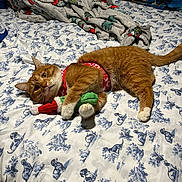 Toby joined the competition — help win amazing prizes! cat, orange_cat, white_paws, red_harness, plush_toy, bed, bed_sheet, dog_pattern, blanket, blue_pattern, indoor, pet, animal, resting, cute, toy, feline, fabric, home, pillow