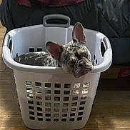 Tank is registered to the contest to win money with this photo: dog, french_bulldog, laundry_basket, indoor, wooden_floor, pet, animal, resting, sleepy, ears, white_basket, plastic, household, relaxed, cute, companion, domestic, pet_indoor, floor, living_space