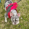 Tank is registered to the contest to win money with this photo: animal, canine, cute, daylight, dog, ears, french_bulldog, fur, grass, leash, looking_up, merle_coat, muzzle, nature, outdoor, pet, red_harness, small_dog, standing, wrinkled_face