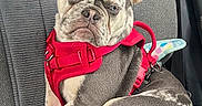 Tank joined the competition — help win amazing prizes! animal, canine, car_seat, close_up, companion, cute, dog, ears, french_bulldog, fur, indoors, merle_coat, paw, pet, portrait, red_harness, resting, seat_belt, sitting, travel