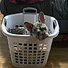Tank is registered to the contest to win money with this photo: french_bulldog, dog, laundry_basket, white, plastic, floor, wooden_floor, resting, sleepy, pet, indoor, couch, black_couch, animal, ears, head, face, paw, home, relaxing
