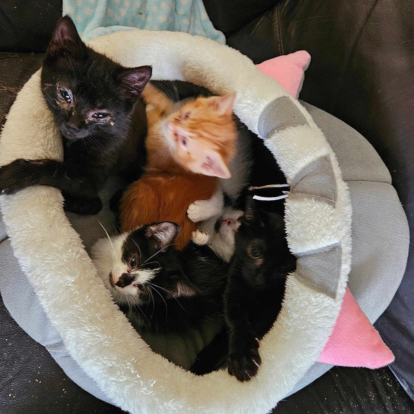 Pudding And Friends is registered to the contest to win money with this photo: abyssinian, animal, armchair, bed, blackcat, blanket, canine, cat, chair, couch, cushion, dog, furniture, homedecor, kitten, manx, person, pet, siamese, sleeping
