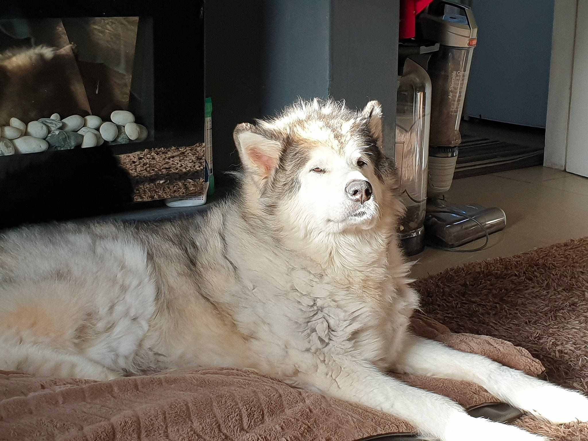 Spirit is registered to the contest to win money with this photo: alaskan_malamute, berger_blanc_suisse, canadian_eskimo_dog, canidae, canis, carnivore, czechoslovakian_wolfdog, dog, dog_breed, mammal, native_american_indian_dog, northern_inuit_dog, rare_breed_dog, siberian_husky, sled_dog, tamaskan_dog, vertebrate, west_siberian_laika, whiskers, wolfdog