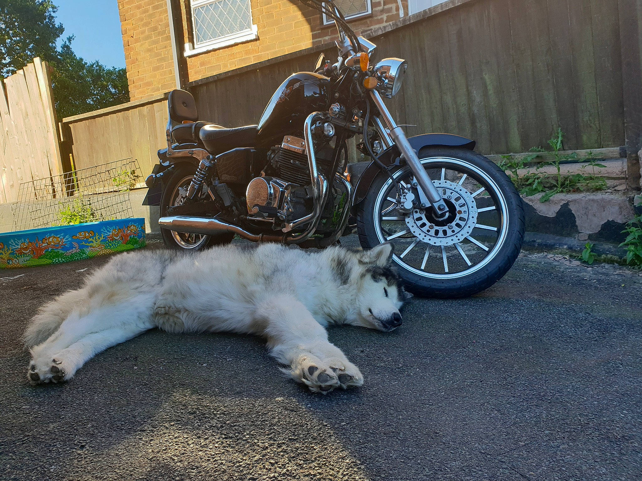Spirit is registered to the contest to win money with this photo: auto_part, canidae, car, carnivore, dog, felidae, motorcycle, rim, sporting_group, tire, vehicle, wheel