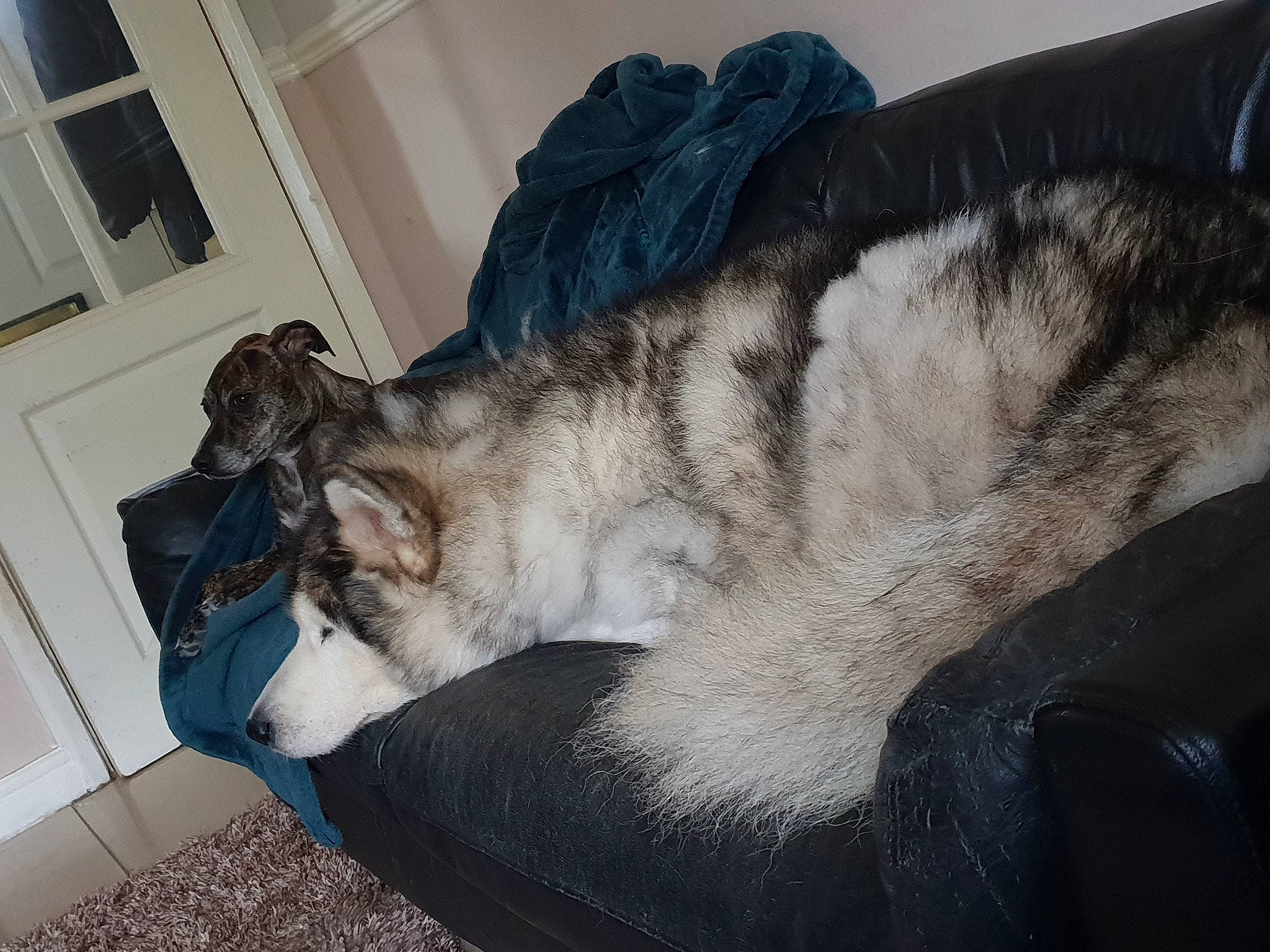 Spirit joined the competition — help win amazing prizes! alaskan_malamute, canidae, carnivore, cat, dog, dog_breed, felidae, fur, mammal, native_american_indian_dog, northern_inuit_dog, norwegian_elkhound, paw, siberian_husky, sled_dog, small_to_medium_sized_cats, tail, tamaskan_dog, whiskers, wolfdog