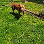 Sasha is registered to the contest to win money with this photo: animal, brown_dog, canine, chain_link_fence, collar, daylight, dog, domestic_animal, fence, gate, grass, greenery, nature, outdoor, pet, playful, standing, sunlight, sunny, yard