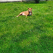 Sasha joined the competition — help win amazing prizes! animal, canine, collar, daytime, dog, domestic, fence, grass, greenery, leaves, mammal, nature, outdoor, pet, relaxed, resting, shrub, summer, sunlight, yard