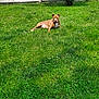 animal, canine, collar, daytime, dog, domestic, fence, grass, greenery, leaves, mammal, nature, outdoor, pet, relaxed, resting, shrub, summer, sunlight, yard