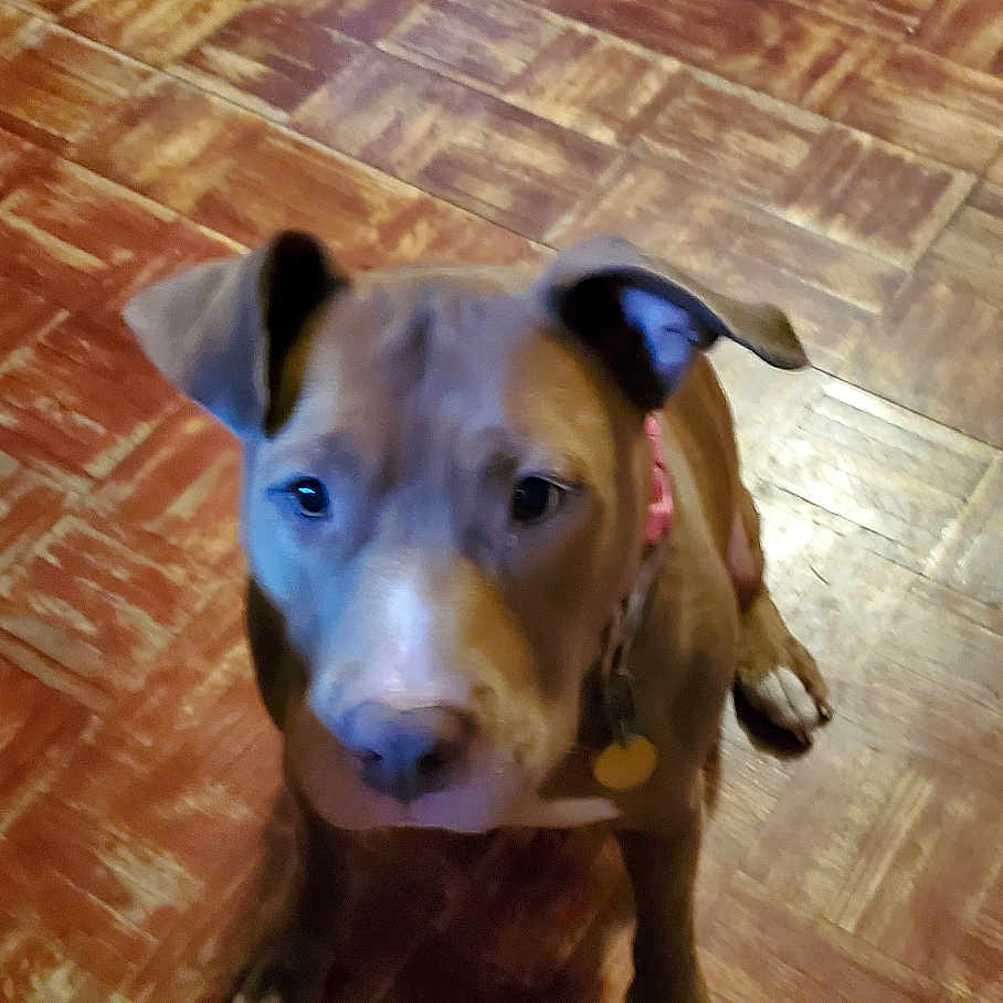 Sasha is registered to the contest to win money with this photo: accessories, animal, bulldog, canine, dog, frenchbulldog, hardwood, hound, husky, indoors, interiordesign, labradorretriever, pet, pitbull, plywood, puppy, purple, stainedwood, strap, wood