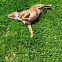 Sasha is registered to the contest to win money with this photo: animal, canine, collar, daytime, dog, field, fur, grass, greenery, happy, mammal, nature, outdoor, pet, playful, relaxing, rolling, summer, sunlight, sunny