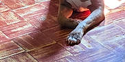 Sasha joined the competition — help win amazing prizes! alert, animal, brown_dog, canine, collar, companion, dog, domestic, ears, flooring, house, indoor, parquet_floor, paw, pet, quiet, relaxed, resting, shadow, sunlight