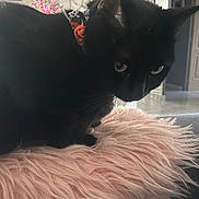 Onyx a rejoint le concours — aidez-le/la à gagner de superbes lots ! animal, black_cat, cat, clock, close_up, collar, cozy, curious, decor, feline, flowers, fluffy_cushion, fur, halloween, home, indoor, orange, pet, pink_cushion, whiskers