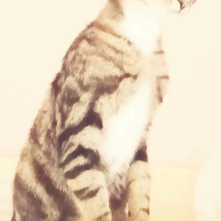 Caroline Boutillier a rejoint le concours — aidez-le/la à gagner de superbes lots ! alert, animal, bed, blanket, cat, cozy, curious, cute, domestic, ears, feline, fur, indoor, mammal, pet, soft_light, standing, tabby, tail, whiskers