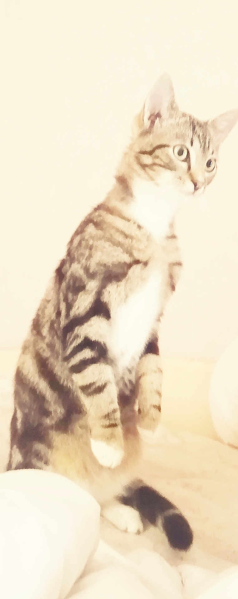 Caroline Boutillier a rejoint le concours — aidez-le/la à gagner de superbes lots ! cat, tabby, pet, animal, feline, indoor, curious, standing, fur, whiskers, ears, tail, soft_light, cozy, bed, blanket, domestic, cute, alert, mammal