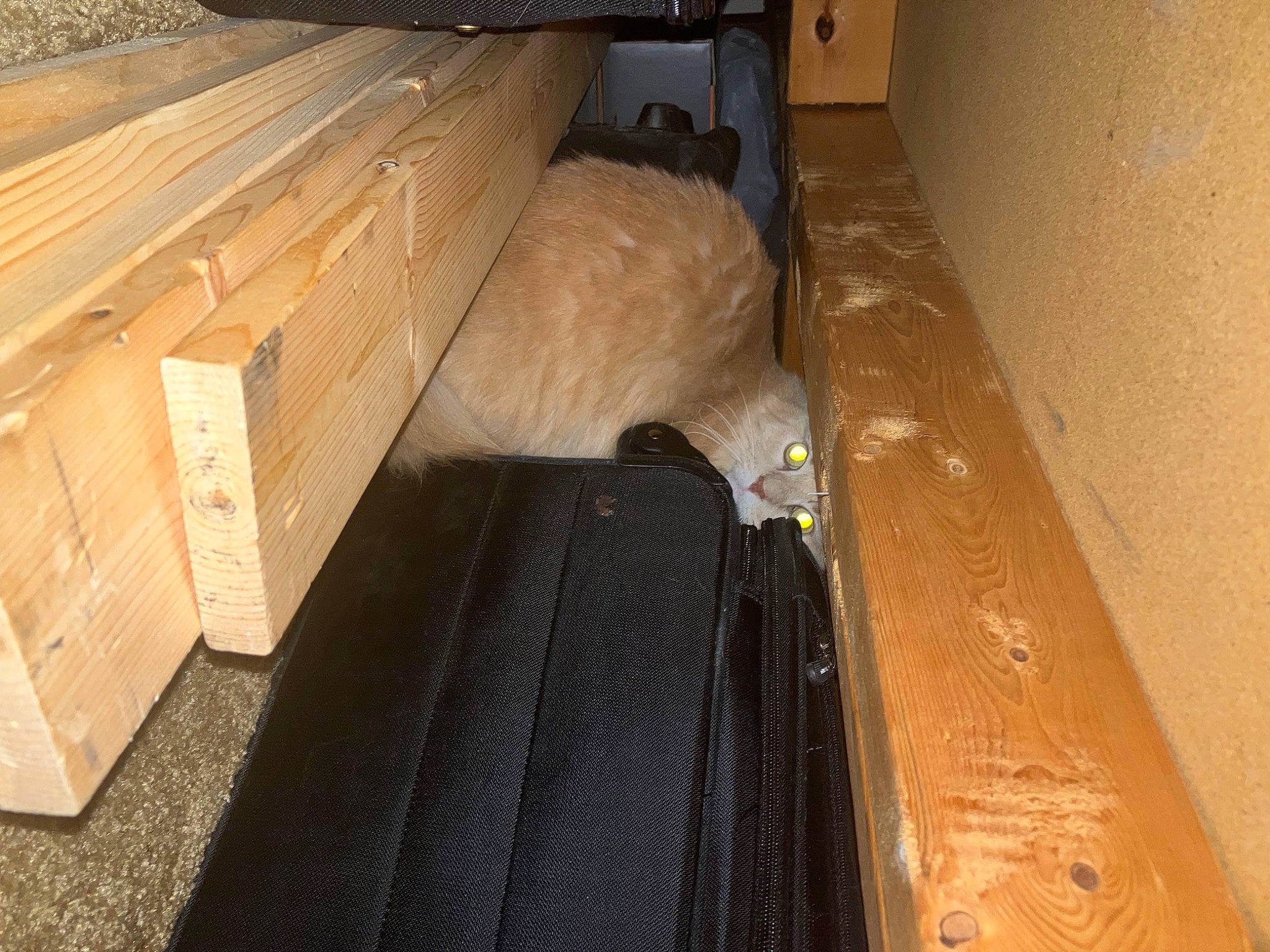Fuzzy is registered to the contest to win money with this photo: automotive_exterior, box, cat, composite_material, floor, flooring, hardwood, plywood, room, shipping_box, varnish, wood, wood_stain