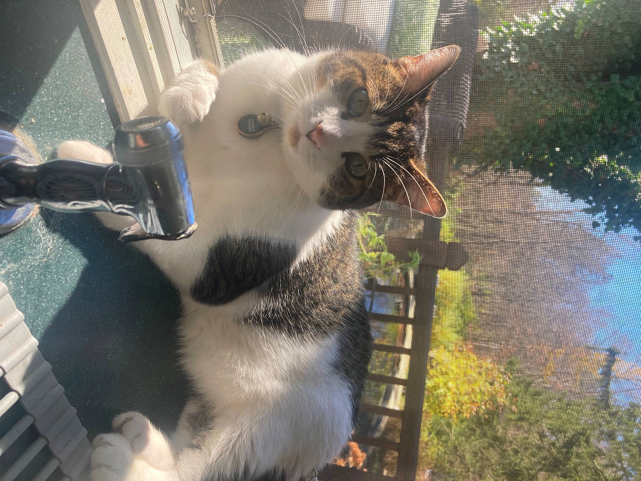 Juma joined the competition — help win amazing prizes! animal_shelter, canidae, carnivore, cat, companion_dog, domestic_short_haired_cat, fawn, felidae, fur, grass, metal, paw, photo_caption, plant, small_to_medium_sized_cats, snout, tail, tree, water, whiskers