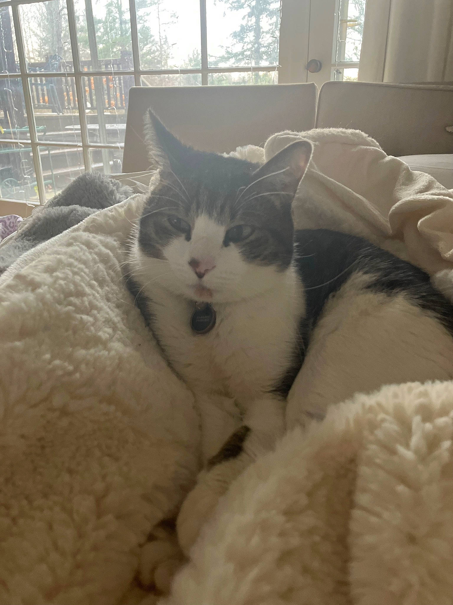 Juma joined the competition — help win amazing prizes! carnivore, cat, comfort, curtain, domestic_short_haired_cat, felidae, fur, mammal, nap, paw, sleep, small_to_medium_sized_cats, snout, tail, terrestrial_animal, whiskers, window, window_blind