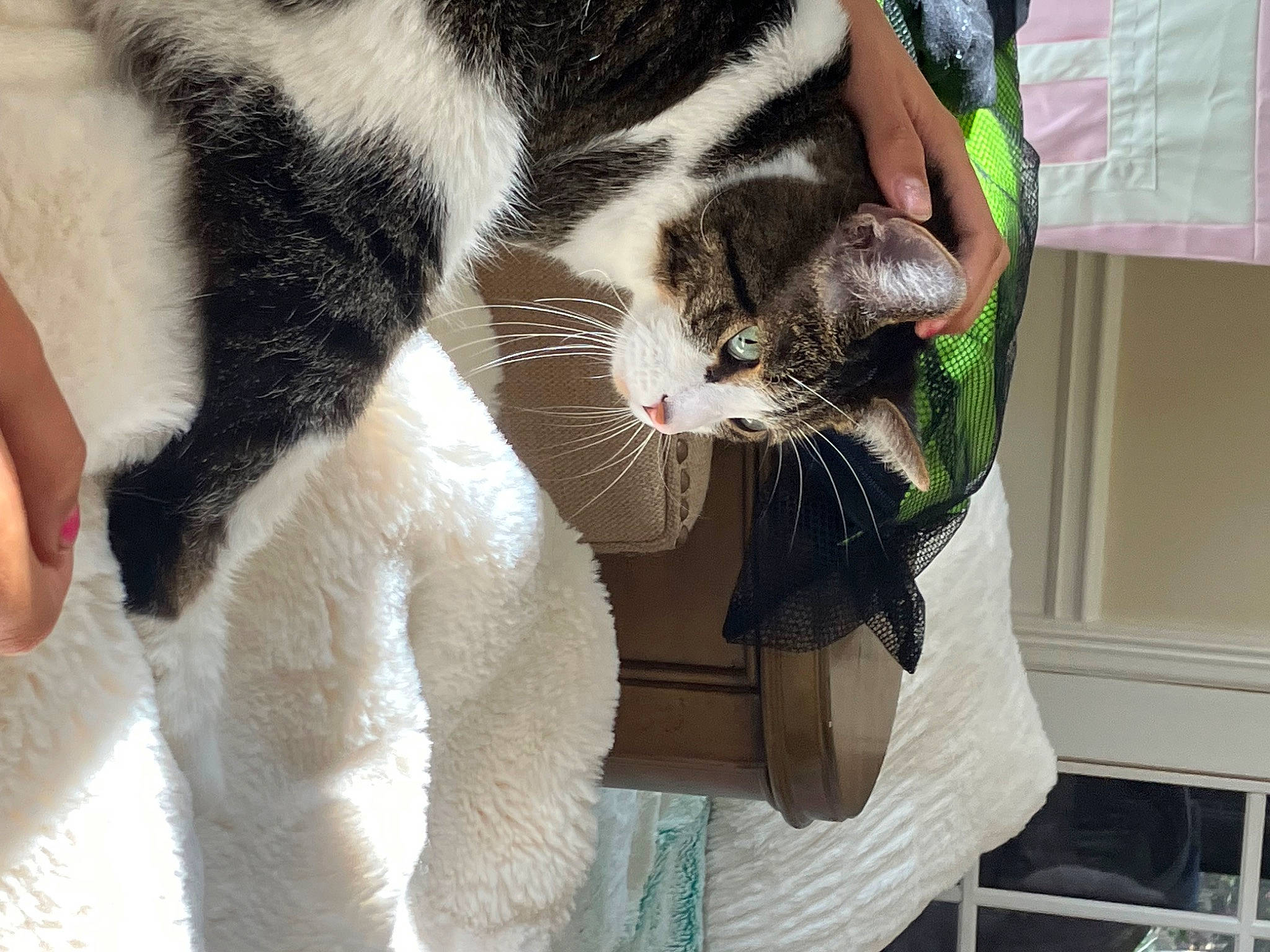 Juma is registered to the contest to win money with this photo: carnivore, cat, claw, comfort, domestic_short_haired_cat, felidae, formal_wear, fur, lap, mammal, nail, paw, sitting, small_to_medium_sized_cats, snout, tail, whiskers