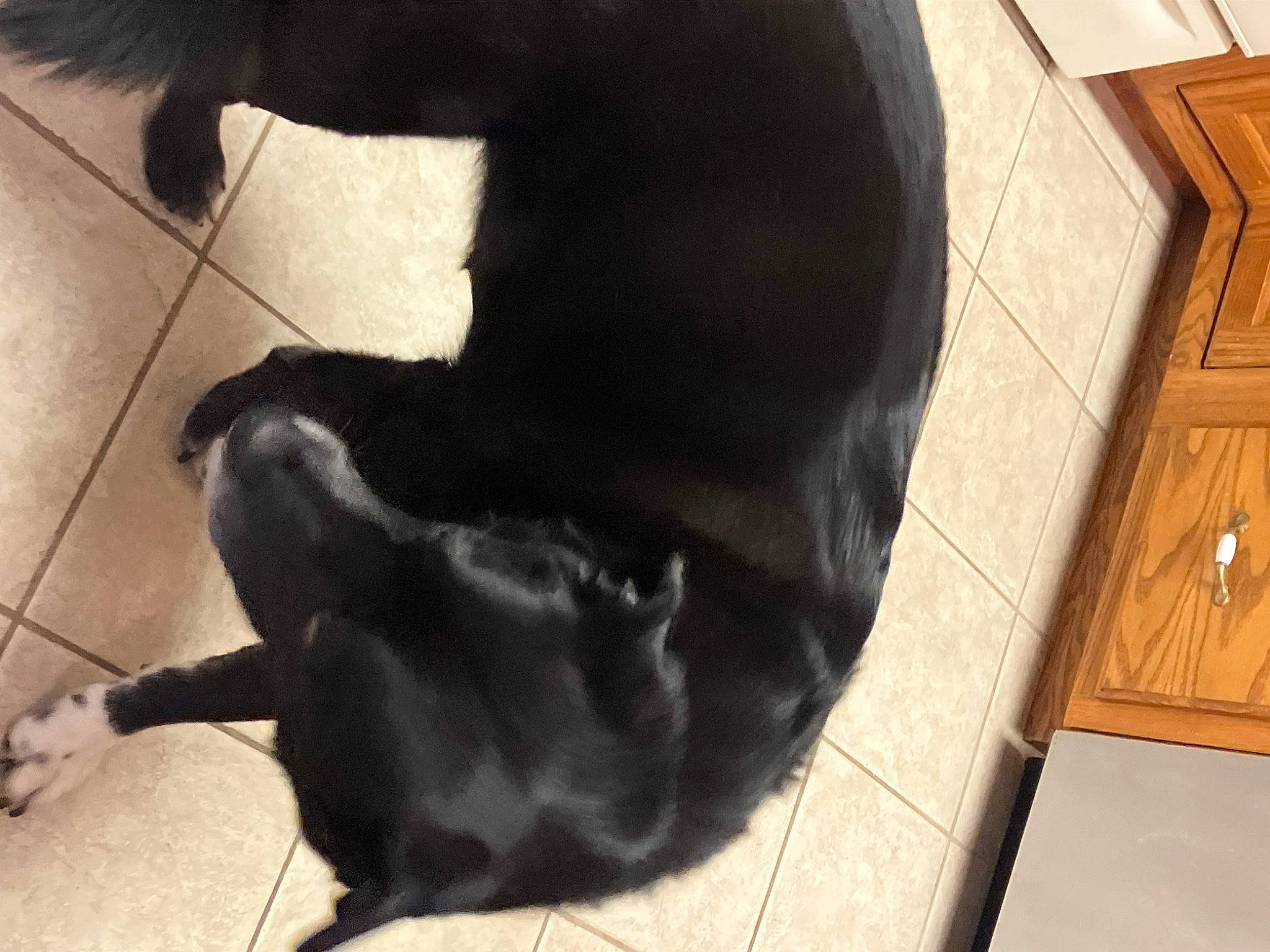 Daisy joined the competition — help win amazing prizes! borador, carnivore, comfort, companion_dog, dog, dog_breed, felidae, flooring, fur, hardwood, non_sporting_group, shadow, small_to_medium_sized_cats, tail, terrestrial_animal, varnish, whiskers, wood, wood_stain, working_animal