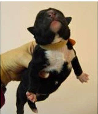 Daisy joined the competition — help win amazing prizes! boston_terrier, canidae, carnivore, companion_dog, dog, dog_breed, fawn, felidae, foot, formal_wear, fur, paw, sleeve, snout, sporting_group, tail, terrestrial_animal, tie, whiskers, working_animal