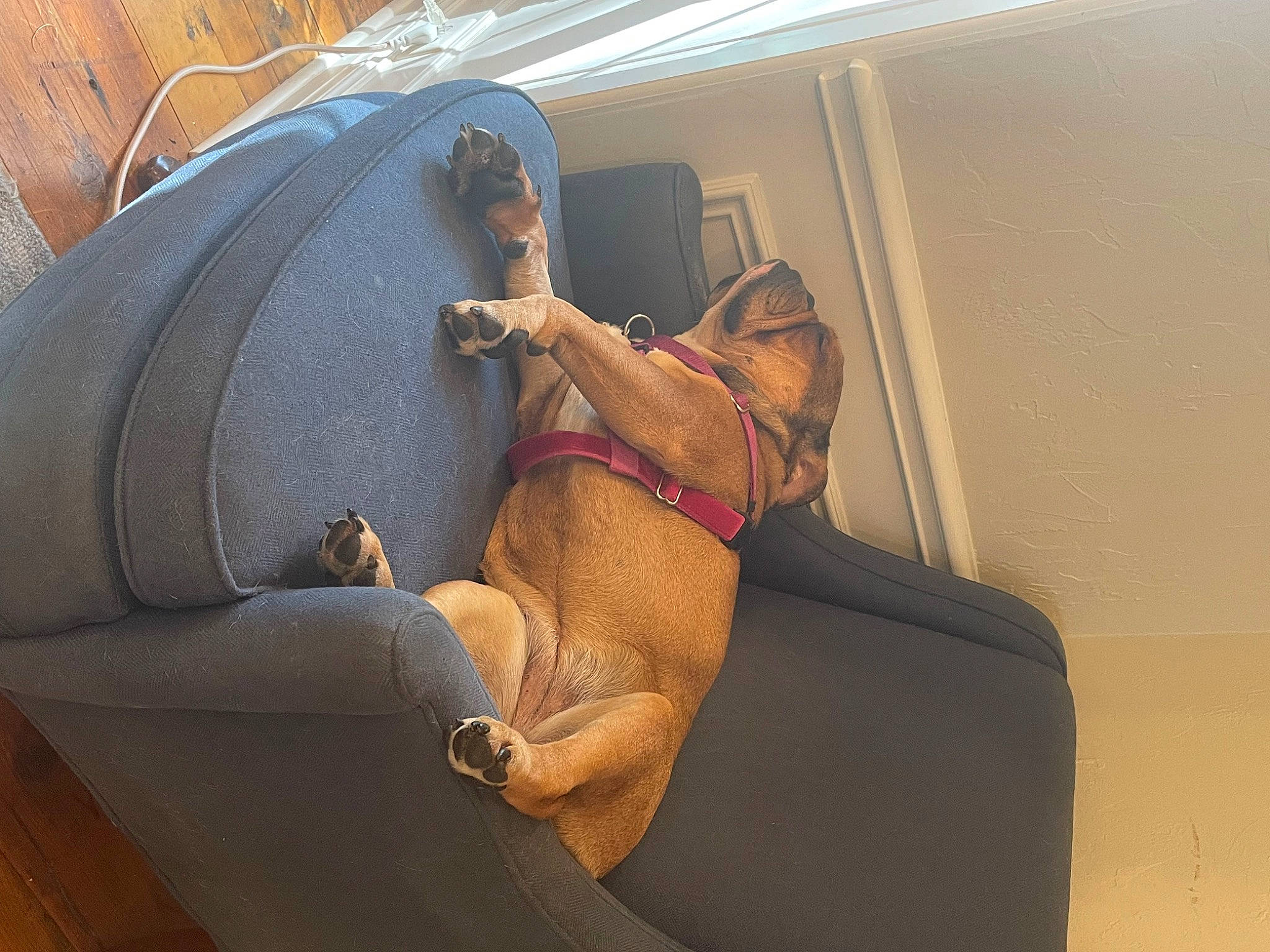 Rosebud joined the competition — help win amazing prizes! aircraft, armrest, bag, car_seat_cover, carnivore, comfort, companion_dog, couch, dog, dog_breed, dog_collar, fawn, foot, head_restraint, leather, room, sitting, sporting_group, vehicle_door, working_animal