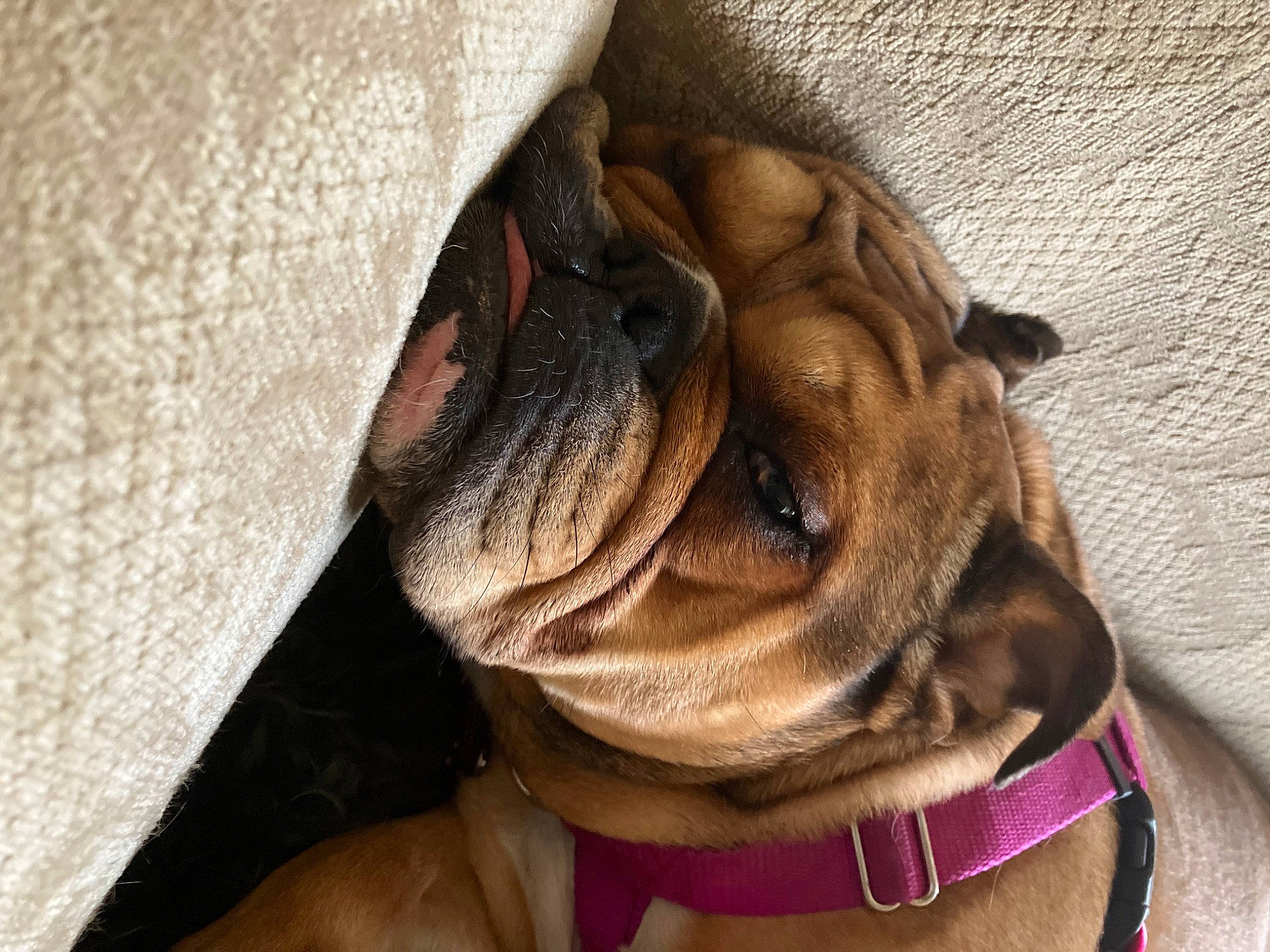 Rosebud is registered to the contest to win money with this photo: canidae, carnivore, collar, comfort, companion_dog, dog, dog_breed, dog_collar, dog_supply, fawn, fur, leash, liver, pet_supply, snout, sporting_group, strap, terrestrial_animal, working_animal, wrinkle