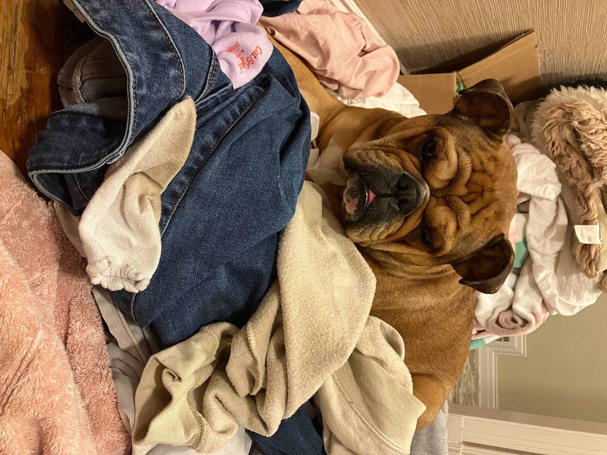 Rosebud joined the competition — help win amazing prizes! bag, cap, carnivore, comfort, companion_dog, couch, dog, dog_breed, eyewear, fawn, felidae, fur, fur_clothing, hat, headgear, linens, small_to_medium_sized_cats, sporting_group, sunglasses, working_animal