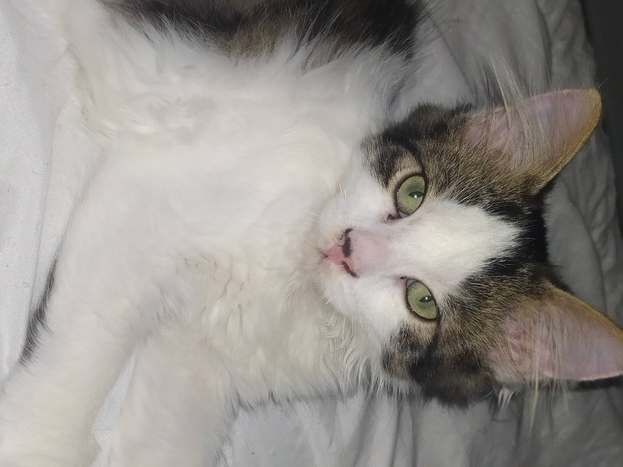 Tia participe au concours pour gagner de l'argent avec cette photo : carnivore, cat, domestic_short_haired_cat, felidae, fur, paw, small_to_medium_sized_cats, tree, whiskers