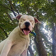 Duke joined the competition — help win amazing prizes! animal, canine, closed_eyes, collar, daylight, dog, forest, greenery, happy, nature, outdoor, pet, playful, smiling, summer, sunlight, tongue, tongue_out, trees, white_dog