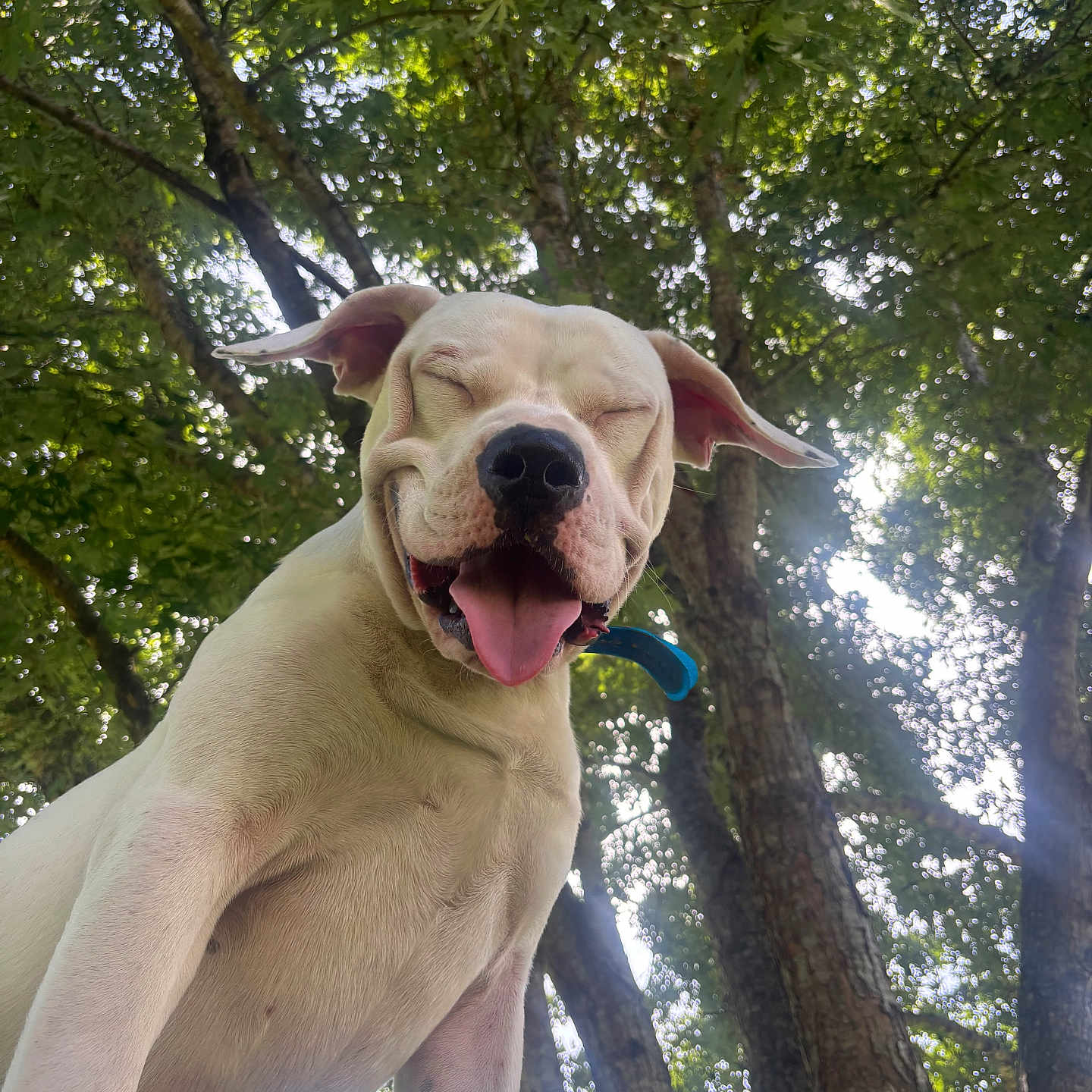 Duke