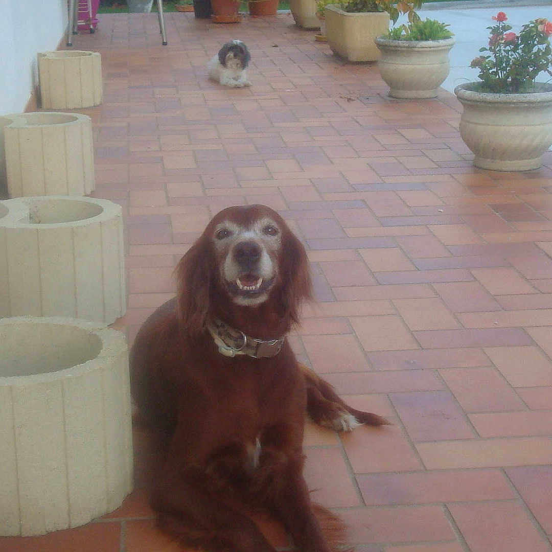 Vaguera