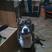 Bella is registered to the contest to win money with this photo: dog, indoor, tile_floor, furniture, crate, brown, white, pet, canine, flooring, household, sitting, looking_at_camera, domestic, animal, companion, paw, ears, collar, room