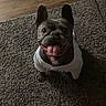 Stoney is registered to the contest to win money with this photo: animal, carpet, companion, cute, dog, domestic, ears_up, floor, french_bulldog, friendly, happy, indoor, looking_up, mammal, pet, playful, portrait, smiling, tongue_out, white_shirt