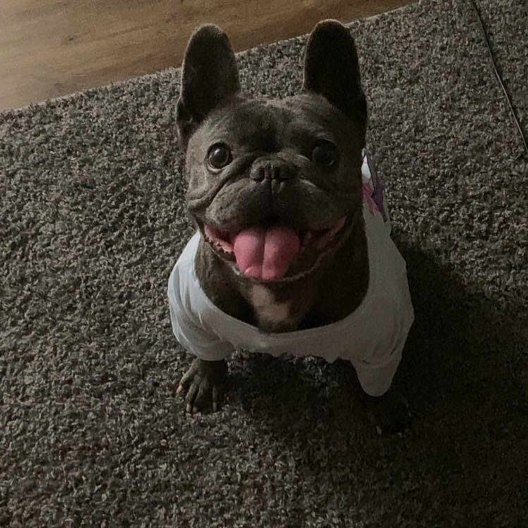 Stoney is registered to the contest to win money with this photo: animal, carpet, companion, cute, dog, domestic, ears_up, floor, french_bulldog, friendly, happy, indoor, looking_up, mammal, pet, playful, portrait, smiling, tongue_out, white_shirt