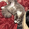 cat, sleeping, fluffy, grey_cat, white_paws, blanket, red_blanket, patterned_blanket, pet, animal, cozy, indoor, resting, cute, feline, paw, fur, napping, two_cats, soft