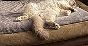 Rascals is registered to the contest to win money with this photo: cat, sleeping, fluffy, pet_bed, dog_bed, wooden_floor, cozy, relaxed, indoor, feline, fur, toy, resting, animal, home, nap, cute, comfort, domestic, soft