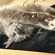 Rascals is registered to the contest to win money with this photo: cat, gray_cat, sleeping, paw, whiskers, fur, cozy, relaxed, napping, indoor, soft_texture, black_background, cardboard, cute, pet, animal, close_up, feline, resting, peaceful
