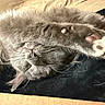 cat, gray_cat, sleeping, paw, whiskers, fur, cozy, relaxed, napping, indoor, soft_texture, black_background, cardboard, cute, pet, animal, close_up, feline, resting, peaceful