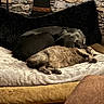 dog, cat, couch, blanket, stone_wall, indoor, pet, sleeping, resting, cozy, fur, animal, companion, relaxation, home, decor, black_dog, gray_cat, snuggling, furniture