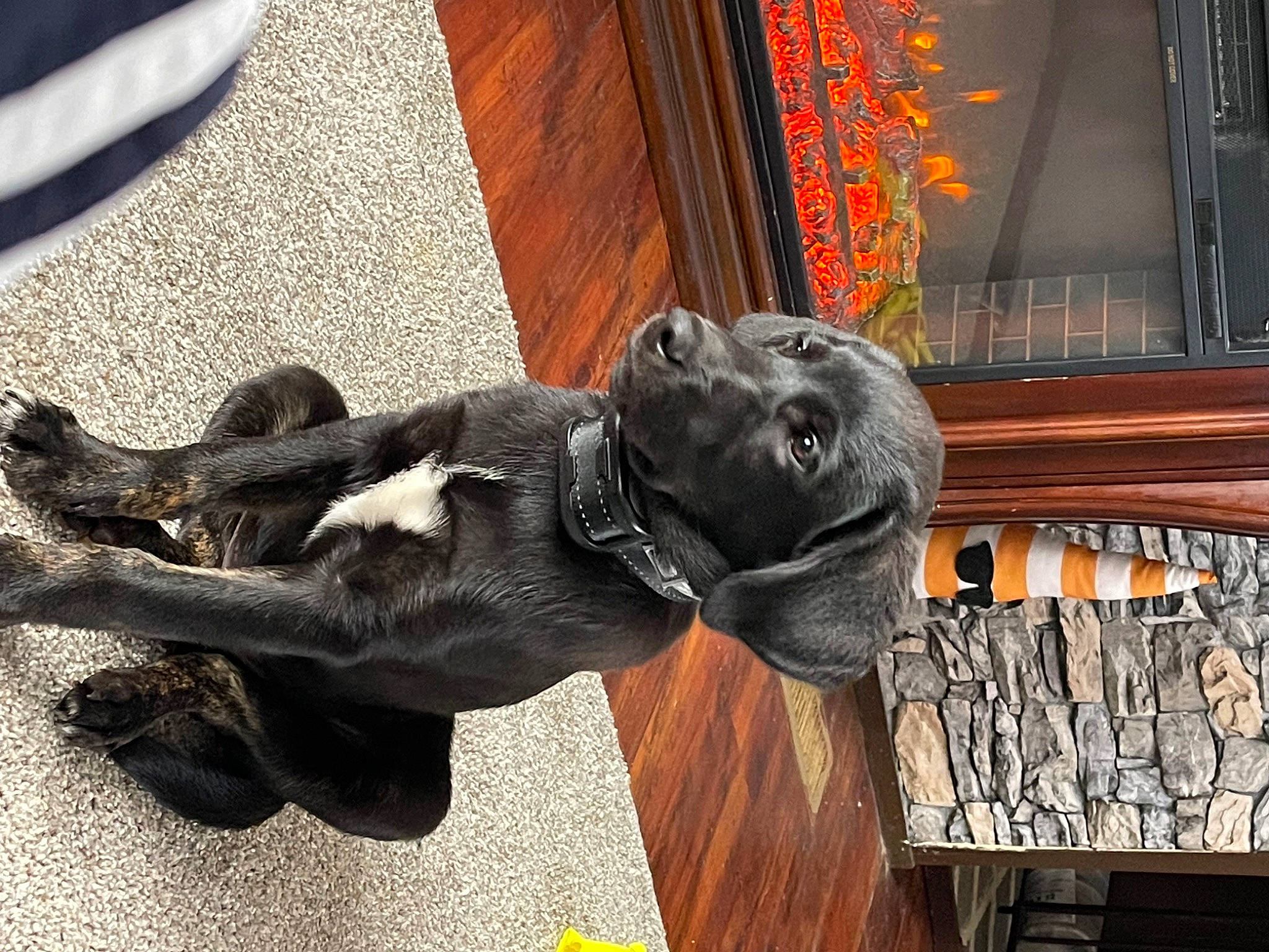 Toby joined the competition — help win amazing prizes! art, bronze_sculpture, building, canidae, carnivore, dog_breed, fawn, flooring, hardwood, metal, monument, plant, sculpture, snout, sporting_group, statue, tail, terrestrial_animal, wood, working_animal