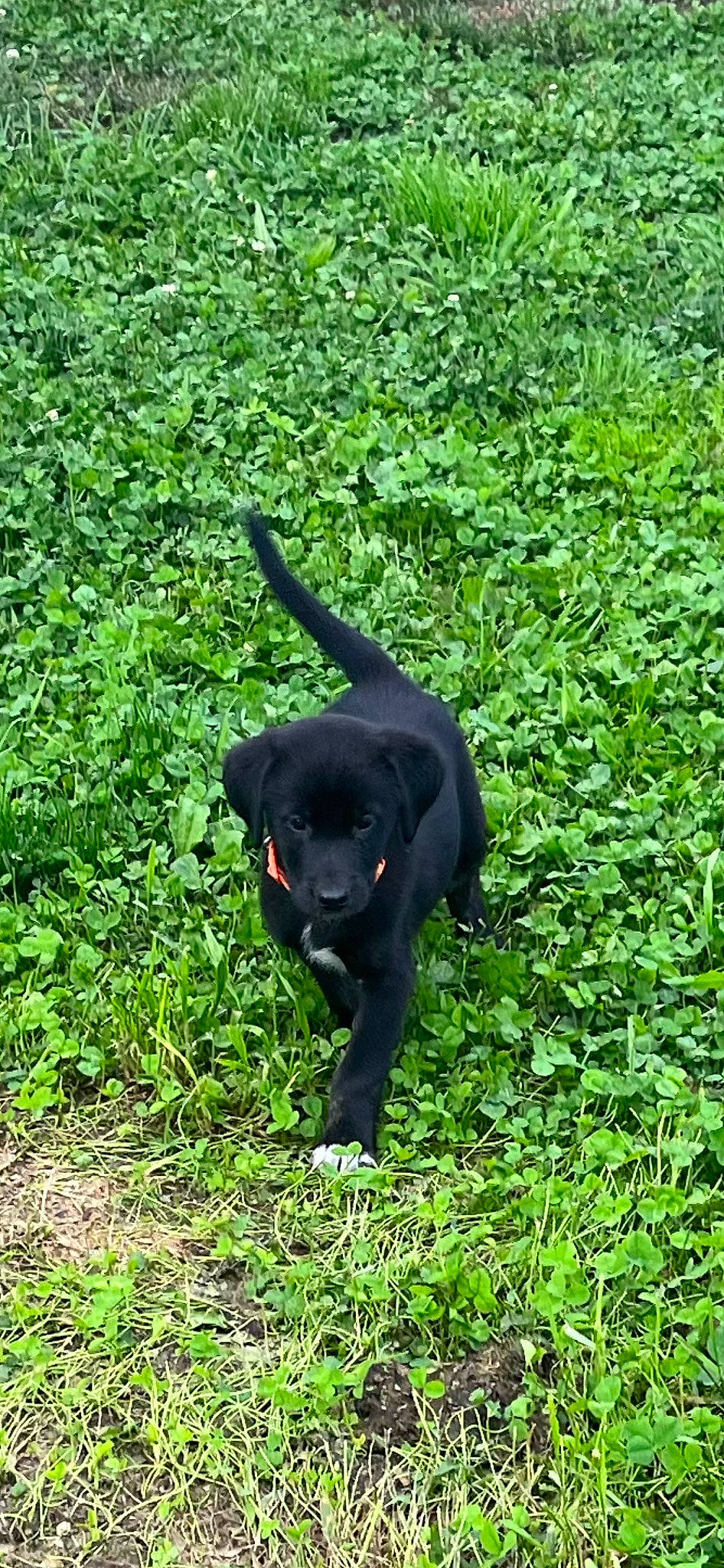Toby is registered to the contest to win money with this photo: borador, canidae, carnivore, companion_dog, dog, dog_breed, grass, grassland, groundcover, gun_dog, hunting_dog, pasture, plant, shrub, sporting_group, tail, terrestrial_animal, terrestrial_plant, working_animal
