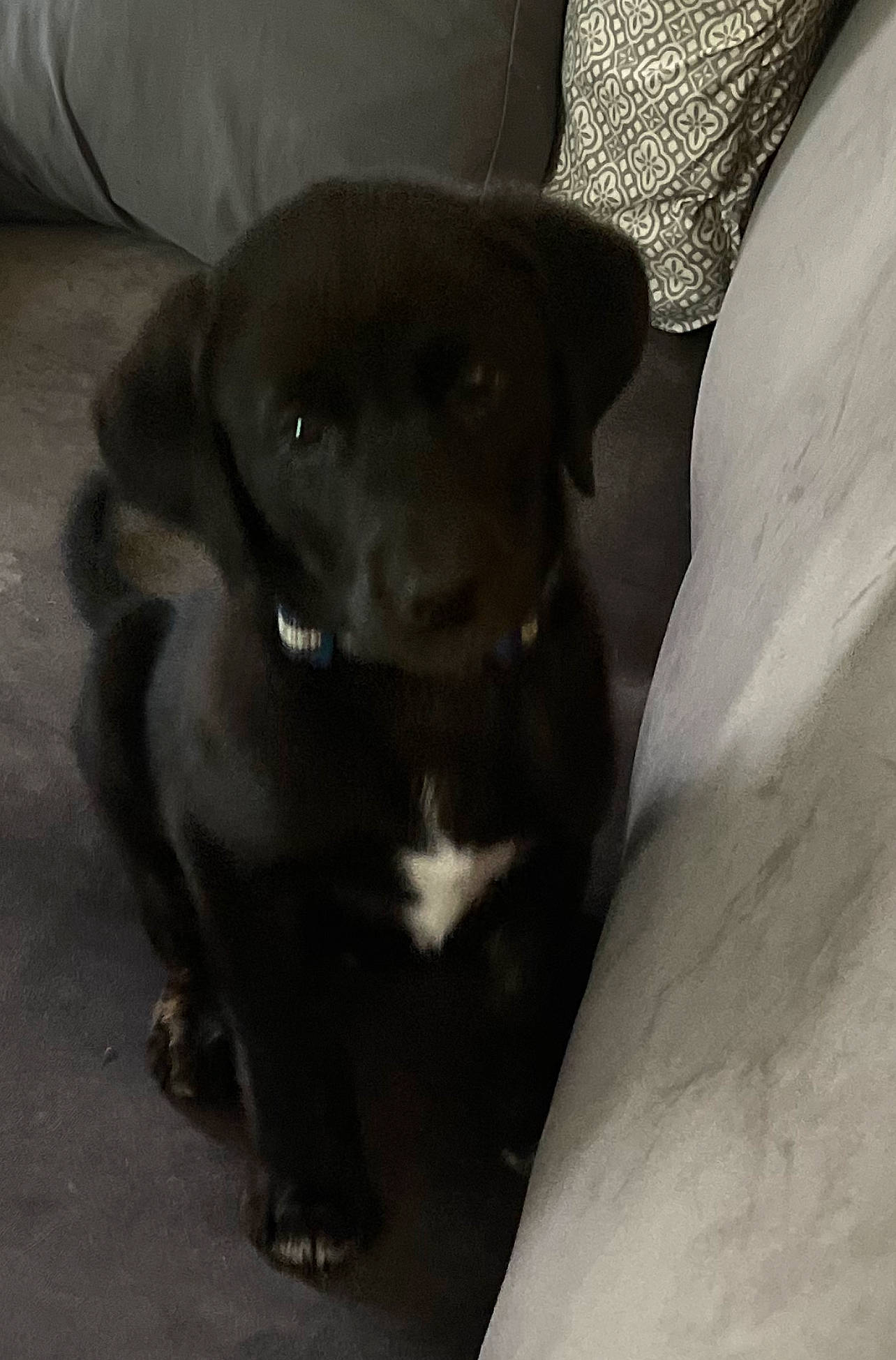 Toby joined the competition — help win amazing prizes! borador, canidae, carnivore, companion_dog, dog, dog_breed, fur, gun_dog, hat, liver, non_sporting_group, plant, puppy, snout, sporting_group, terrestrial_animal, whiskers, working_animal