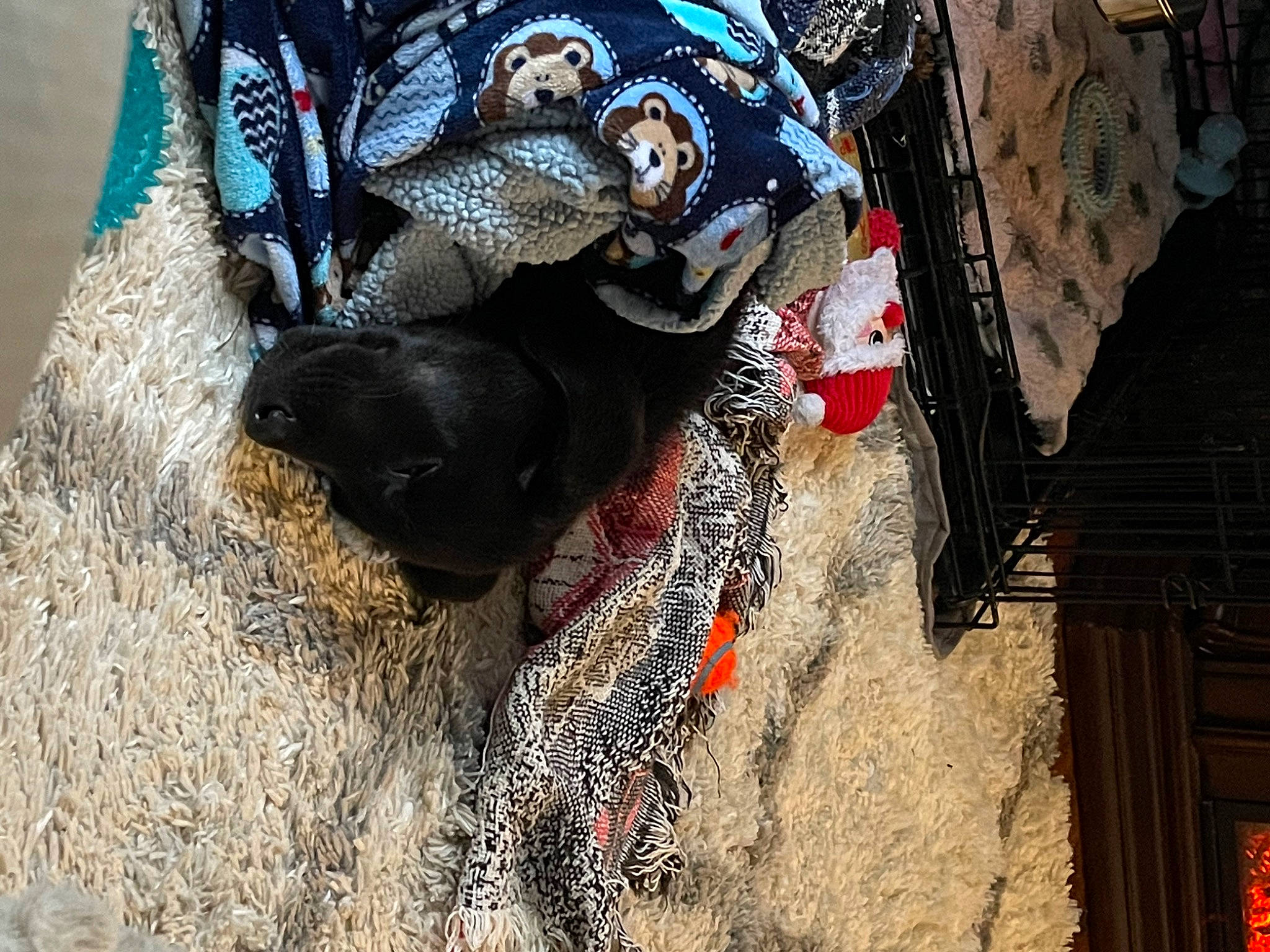 Toby joined the competition — help win amazing prizes! automotive_tire, canidae, carmine, carnivore, dog_breed, fashion_accessory, fawn, fur, grass, guard_dog, leash, pattern, shadow, snout, soil, sporting_group, tail, terrestrial_animal, visual_arts, working_animal