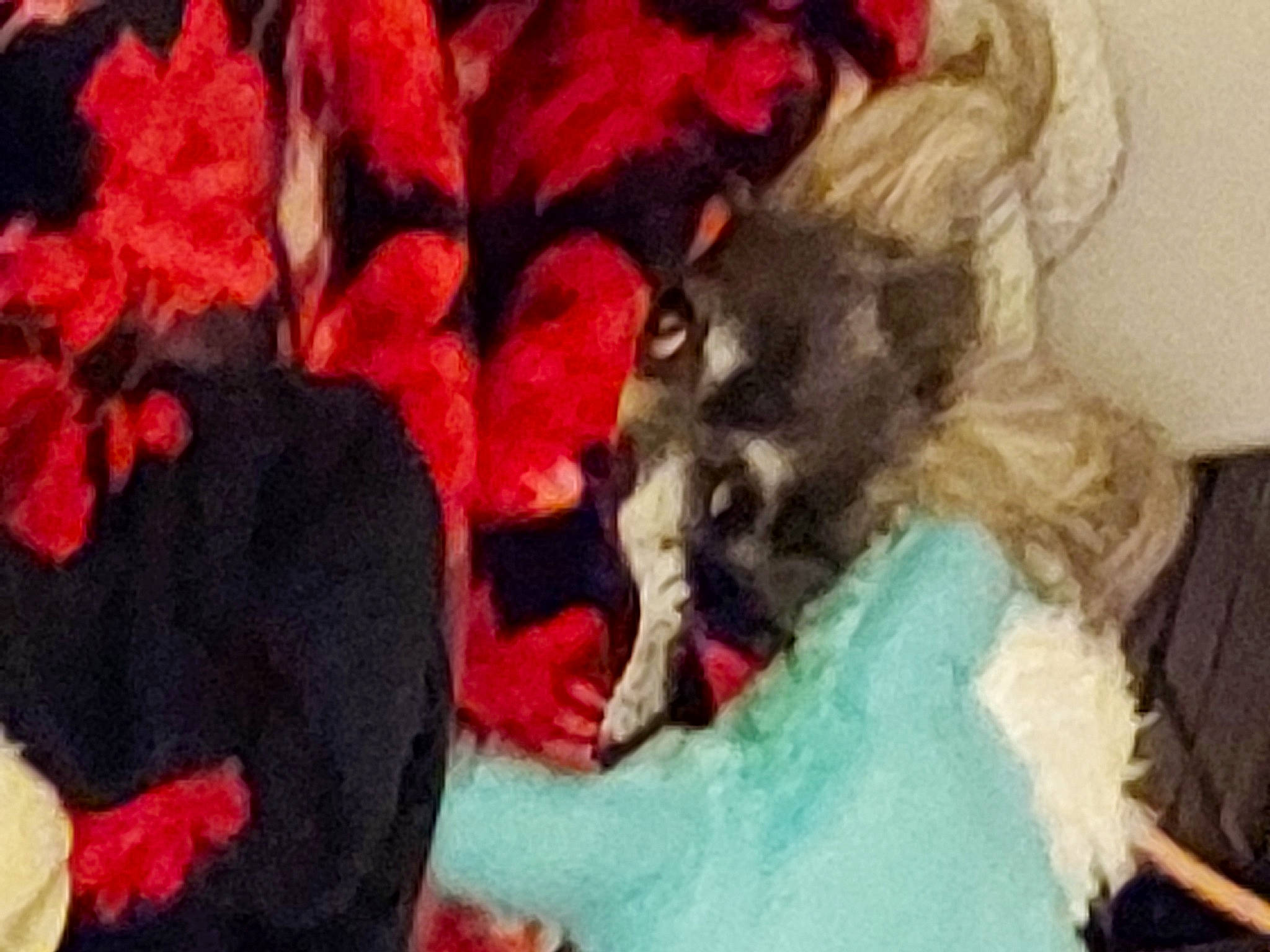 Zoey joined the competition — help win amazing prizes! art, canidae, carmine, carnivore, comfort, companion_dog, coquelicot, dog, dog_breed, fawn, felidae, fur, hat, magenta, mammal, petal, sporting_group, tail, toy_dog, wool