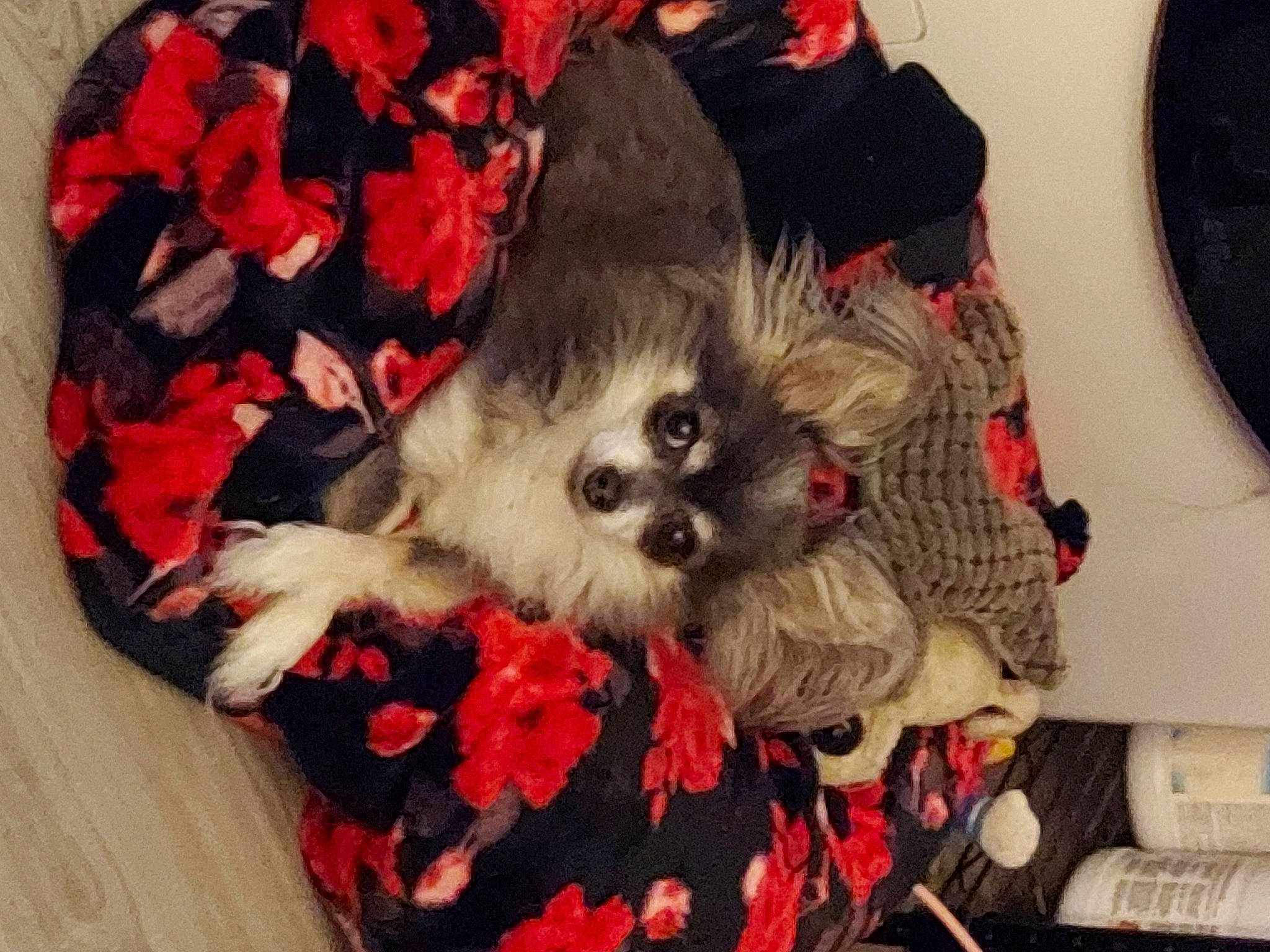 Zoey joined the competition — help win amazing prizes! canidae, carmine, carnivore, companion_dog, dog, dog_breed, dog_clothes, dog_supply, fawn, flower, fur, maltepoo, pattern, pet_supply, petal, small_terrier, snout, sporting_group, toy_dog, working_animal