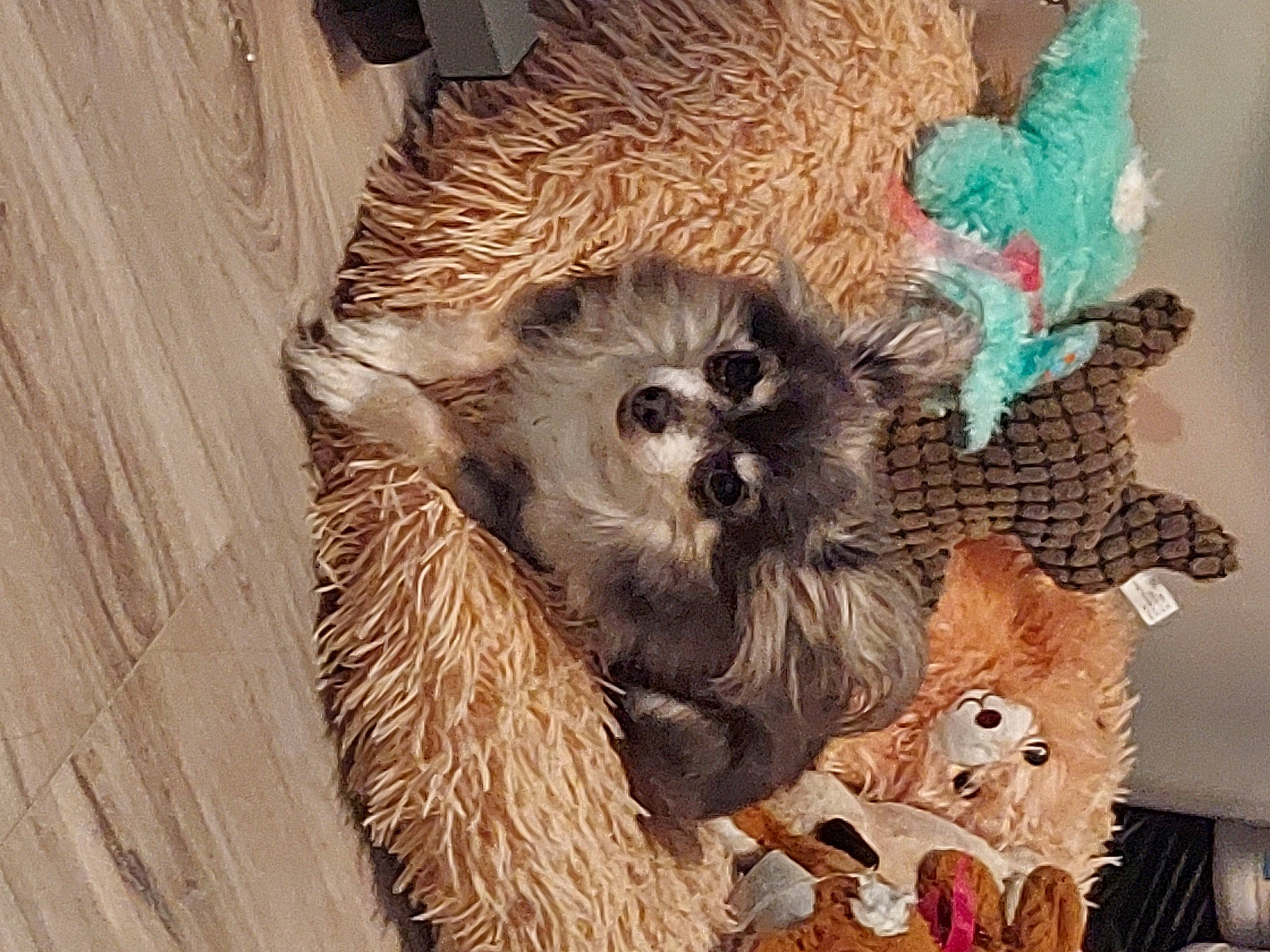 Zoey joined the competition — help win amazing prizes! art, canidae, carnivore, companion_dog, dog_breed, dog_supply, fawn, fur, mammal, procyonidae, red_panda, snout, sporting_group, tail, terrestrial_animal, toy_dog, whiskers, wildlife, wood