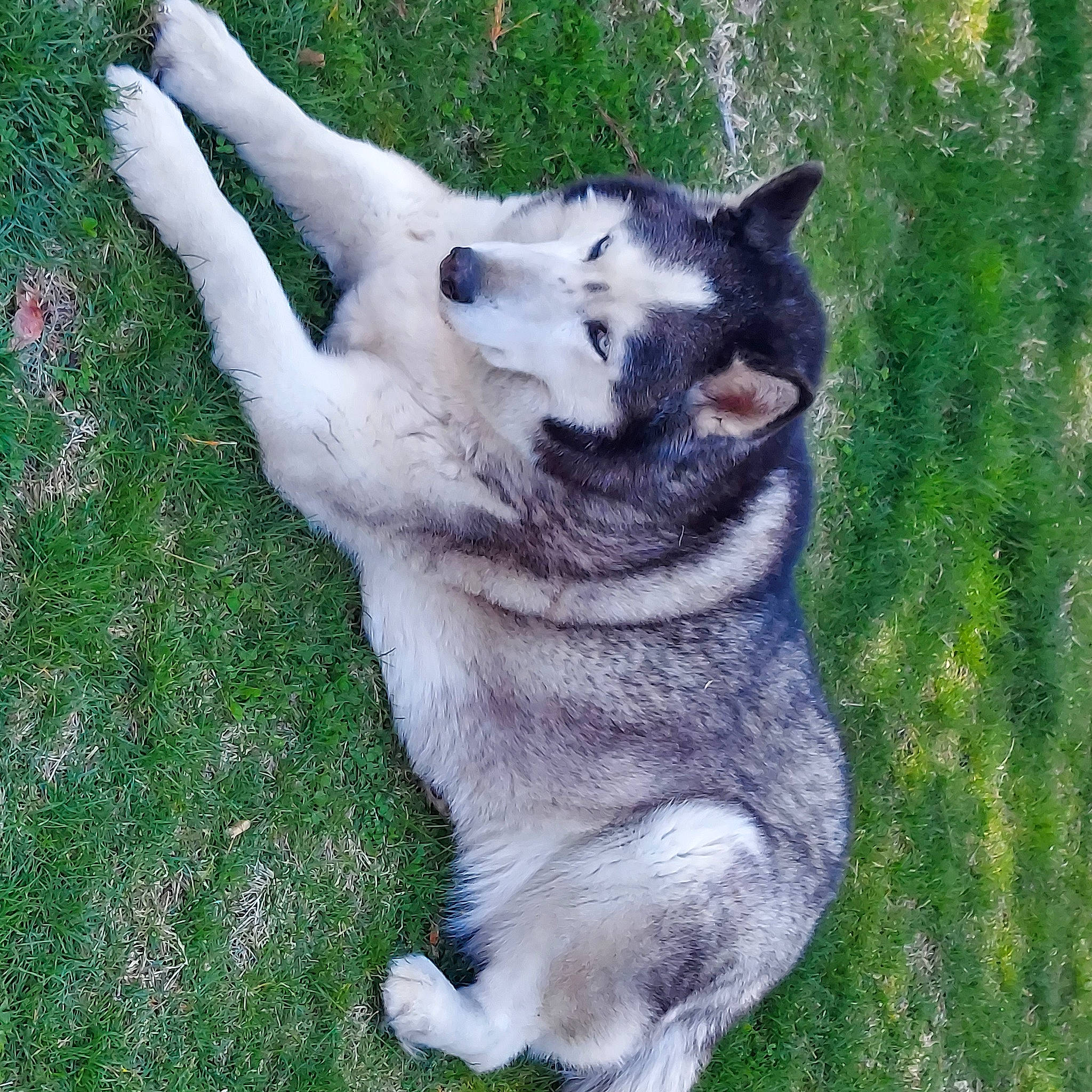 Romeo is registered to the contest to win money with this photo: canidae, canis, carnivore, companion_dog, dog, dog_breed, east_european_shepherd, fawn, fur, grass, siberian_husky, sled_dog, snout, sporting_group, tail, terrestrial_animal, whiskers, wolf, working_animal, working_dog